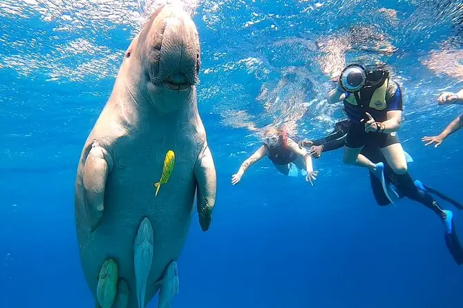 Escape to Marsa Alam: Sun, Sea, and Safari