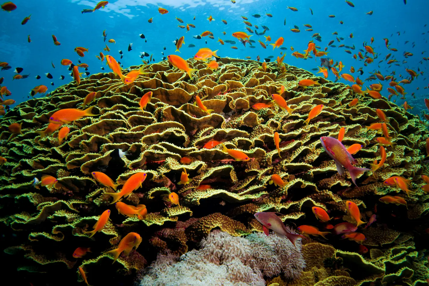 Magic of Hurghada – 6 Days Red Sea Getaway