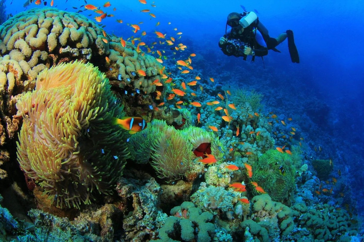 Escape to Marsa Alam: Sun, Sea, and Safari