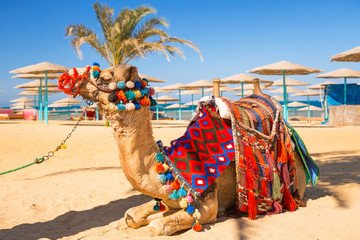 Hurghada Chalet 7 Days: Where the beauty of nature meets the blue of the water