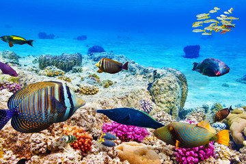Hurghada Chalet 7 Days: Where the beauty of nature meets the blue of the water