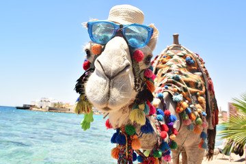 the Magic of Egypt: Cairo, Aswan, Luxor, Hurghada